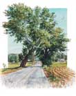 The Leaning Tree